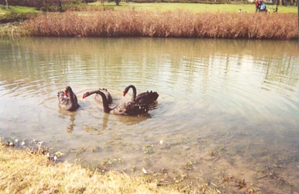 German Style Garden Swan Lake